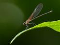 Hetaerina miniata (Red-striped Rubyspot).jpg